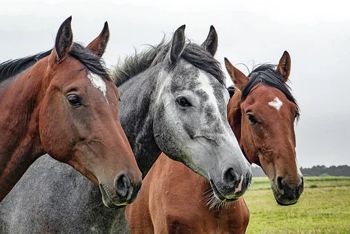 Konie – choroby jakie widać w oczach oraz jak się przed nimi uchronić